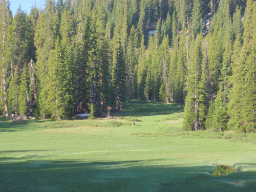 That stump in the back center of the clearing is a Buck in velvet.